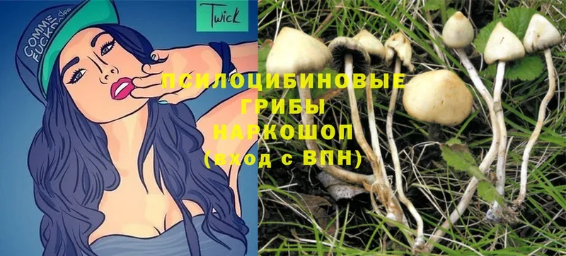 Галлюциногенные грибы Psilocybine cubensis  Клин 